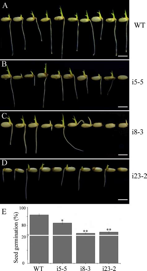 Seed Germination Assays In Mature Seeds Of Wt And Osltpl36 Rnai Lines