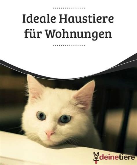 Vögel machen eine menge lärm und dreck! Ideale Haustiere für Wohnungen - My Animals | Haustiere ...