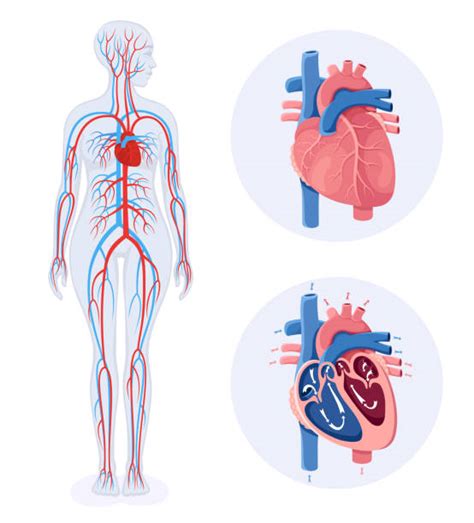 Human Circulatory System Diagram Unlabeled