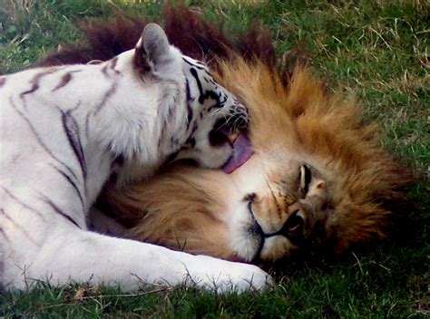 Ligers Tigons And Liligers All You Need To Know About Big Cat Hybrids And Why Breeding Them