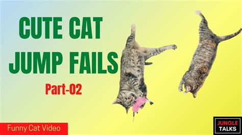 A Funny Cat Jump Fail Video The Funniest Cat Fails Ever Seen
