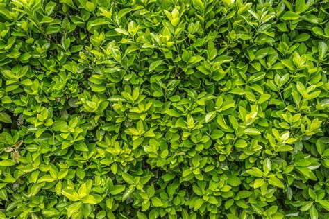 식물 활엽 잎 · Pixabay의 무료 사진