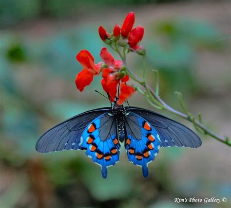 Beautiful Blue Butterfly Explore Good Morning Flickr F Flickr