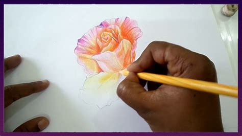 Realistic Color Pencil Shading Tutorial Of Rose Flowers Drawing