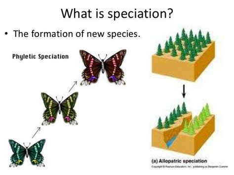 Speciation