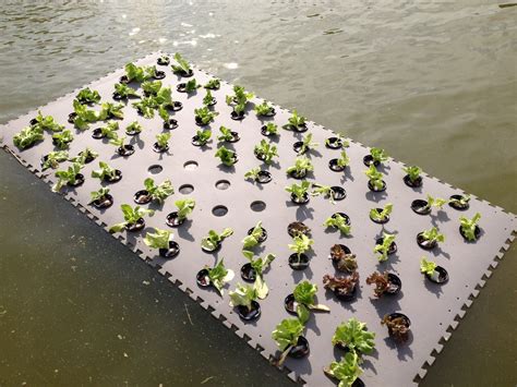 Pond Planter Floaters Wetland Plants This Floating Plant Raft Is