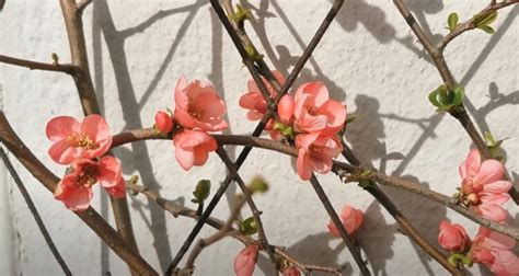 How To Grow Toyo Nishiki Flowering Quince Chaenomeles Speciosa