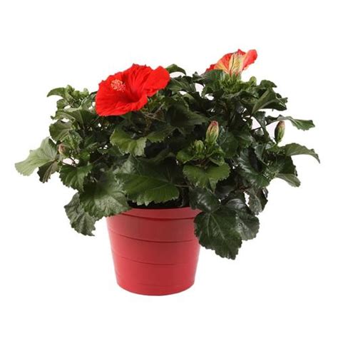 I've had friends and family see the kenaf and cleome plants and tell me i'm growing pot. 3-Quart Multicolor Hibiscus in Planter in the Annuals ...