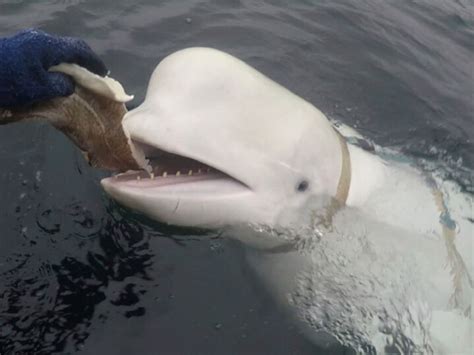 Alleged Russian Beluga Spy Whale Spotted Swimming Around Sweden Calgary Herald