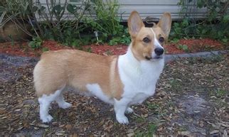 To get a potentially healthy dog, it is recommended to get pembroke welsh corgi puppies from reputed breeders, and it is also advisable to owners to be aware of the common diseases the parents of the baby corgi had. View Ad: Pembroke Welsh Corgi Puppy for Sale near Florida ...