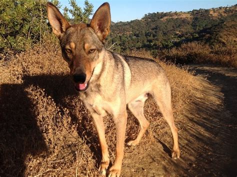 Can Coyotes Breed With Dogs Healthy Homemade Dog Treats