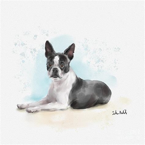 Watercolor Sketch Of A Black And White Boston Terrier Lying Down