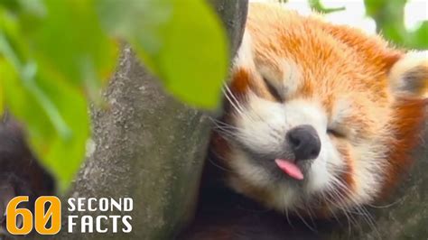 Red Pandas 60 Second Facts Youtube