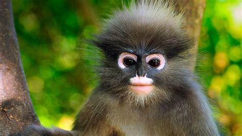 Top 10 Cutest Monkeys Archives Animal Facts For Kids Wild Facts
