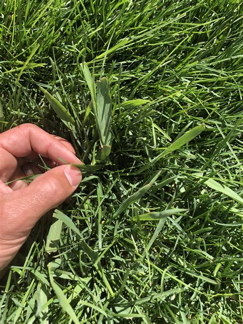 Grassy Weed Identification Help Lawn