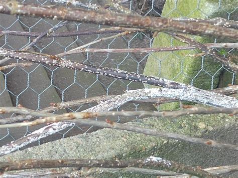 Soms is zwarte schimmel in huis of kelderzwam erg moeilijk herkenbaar omdat het hout aan de laat een vochtspecialist de diagnose stellen om te weten of u met kelderzwam of zwarte schimmel in huis. Zwarte bessen - Witte schimmel op de stam - Moestuin Forum ...