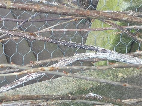 Gelukkig bestaan er diverse huishoudmiddelen om zwarte schimmel succesvol te. Zwarte bessen - Witte schimmel op de stam - Moestuin Forum ...