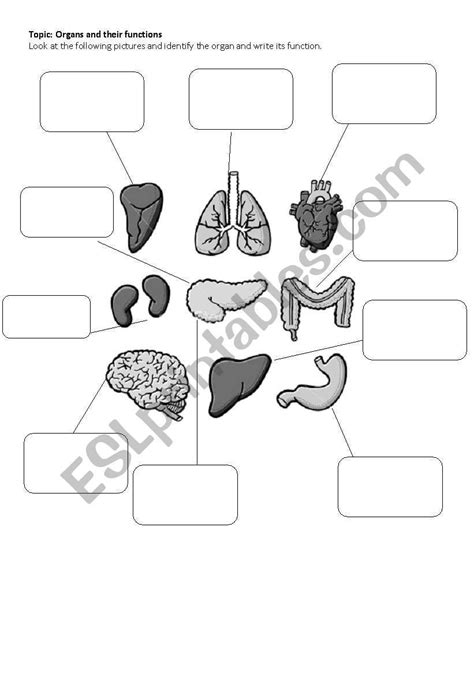 Body Organs Esl Worksheet By Karlamoza22 Kindergarten Worksheets