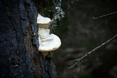 Check spelling or type a new query. Shelf Fungi - Mother Nature's Son