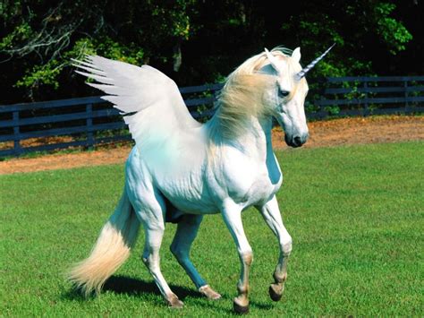 Imágenes De Unicornios Reales Animales Miticos Pinterest Imagenes