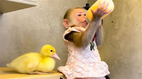 A Fun Day For Ducklings And Mischievous Monkeys Youtube