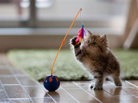 🔥 [96+] Cute Kittens HD Wallpapers | WallpaperSafari