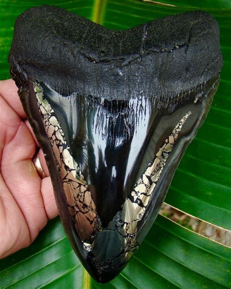 Ebay Sponsored Megalodon Shark Tooth 5 And 78 In Gold Pyrite Real