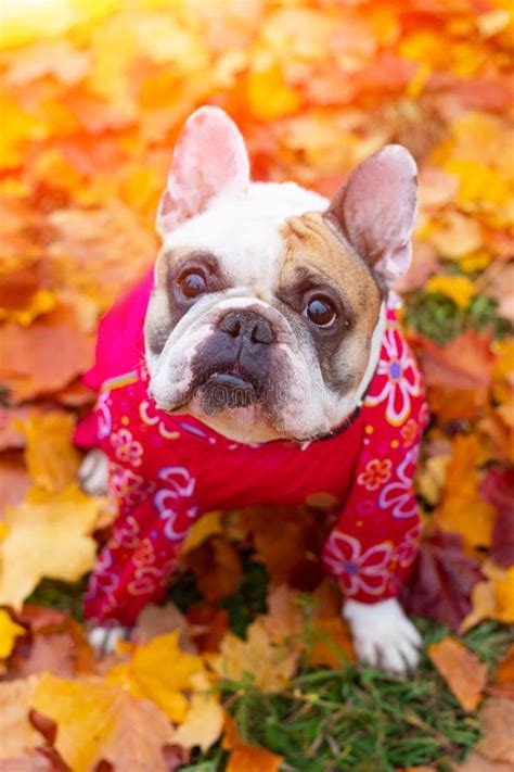 French Bulldog In Autumn Leaves Smile Dog Dog In Overalls For A Walk
