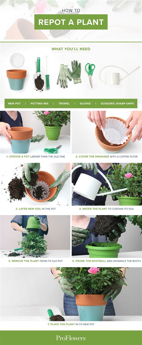 As your money plant grows, you can give it a little extra care throughout the seasons to ensure it want to carry on the traditions of money tree lore? How to Repot a Plant: in 7 EASY STEPS (with pictures ...