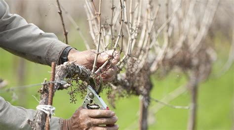 All About Grapevine Pruning