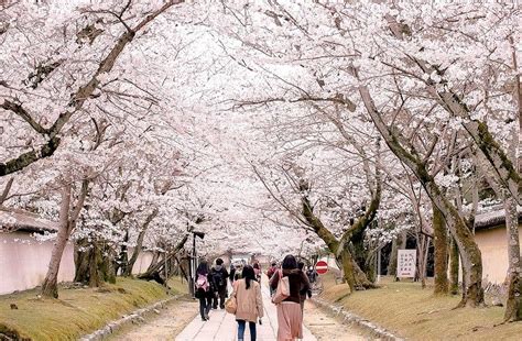 A Guide To Cherry Blossom Season Cherry Blossom Festival Japan