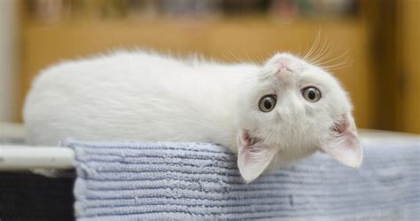 White Cat Buffalo Veterinary Group