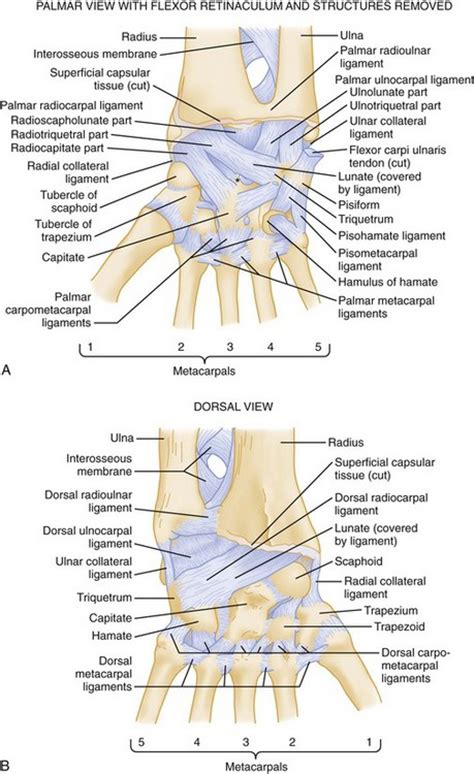 Radial Collateral Ligament Wrist