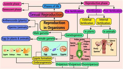 Reproduction In Organisms Mindmap