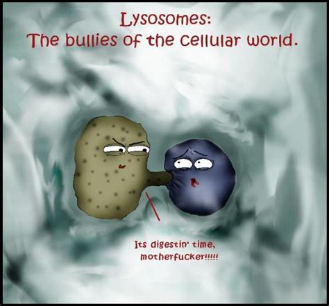 These enzymes are acidic hydrolase enzymes that can digest cellular macromolecules. Lysosomes | Photos
