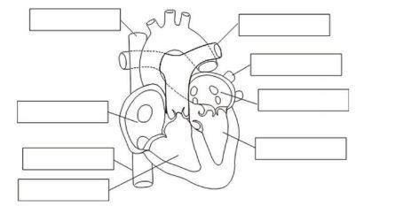 1 Consulta Cuáles son las partes del corazón y sus funciones