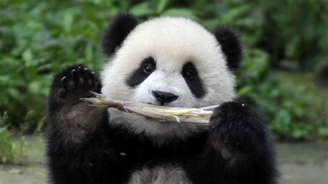 In The Black Chinas Wild Panda Population Grew In Past