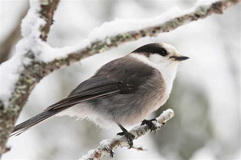 The Gray Jay National Bird Of Canada Unianimal