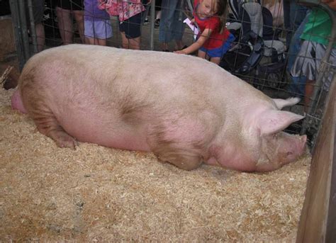 The Largest Pig In The World Big Bill Weighs 2552 Lbs Big Pigs