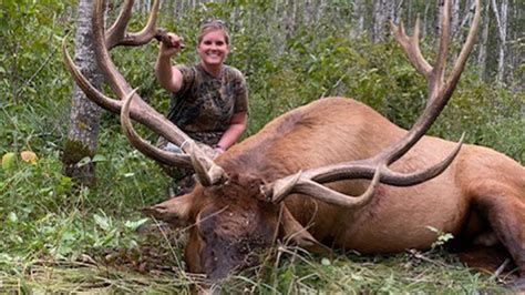 Giant Bull Elk Harvested In Northern Minnesota Cbs Minnesota