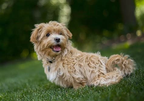 10 Best Hybrid Dog Breeds That Dont Shed The Buzz Land