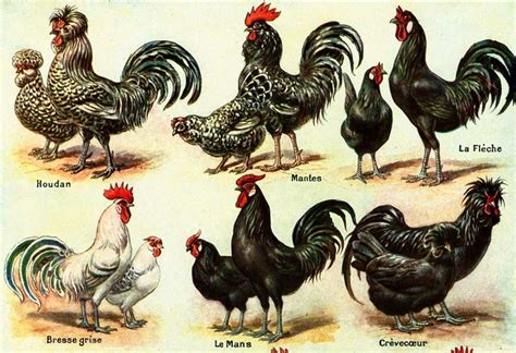 1922 Vintage Hens Roosters Chicken Breeds Lithograph Farm Etsy