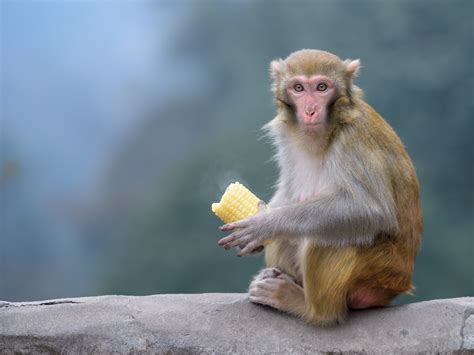 Download Rhesus Macaque Primate Monkey Animal Macaque Hd Wallpaper