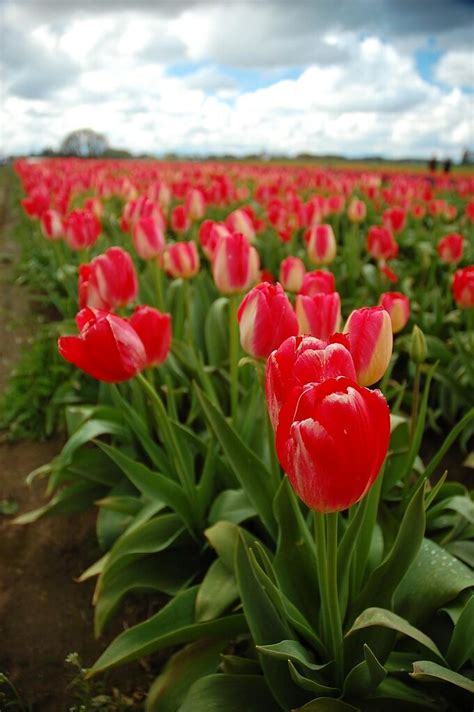 Under Cloudy Skies Beautiful Red Tulips Under A Mostly Clo Flickr