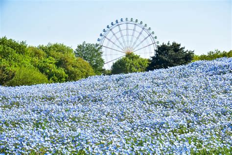 Hitachi Seaside Park From Tokyo Travel Guide 2018