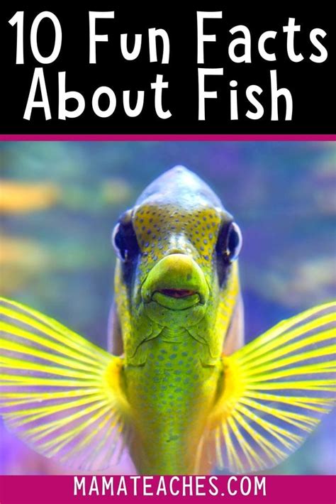 10 Fun Facts About Fish That Every Kid Needs To Know Mama Teaches