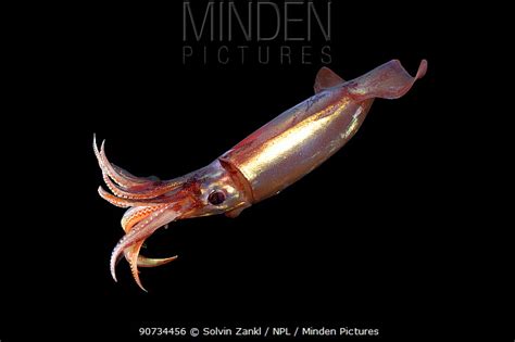 Minden Pictures Stock Photos Adult Squid Sthenoteuthis Pteropus