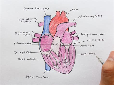 How To Draw Internal Structure Of Human Heart Easy Version Biology Images And Photos Finder