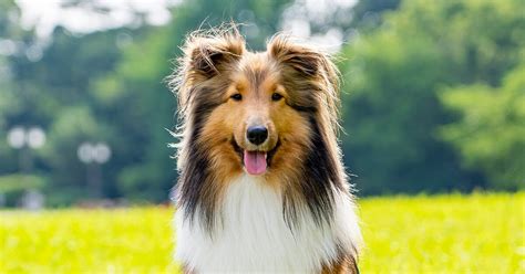 Shetland Sheepdogs Everything You Need To Know