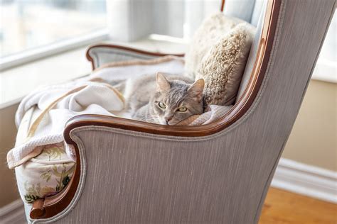 The Dog And Cat Geeks Guide To Interior Design Pet Photos